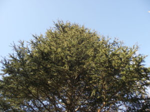 Eskişehir Adalar